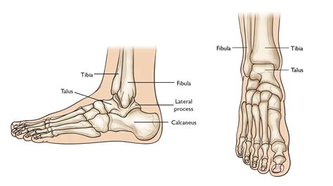 Basics of Anatomy: Ankle Joint - Moushu's Pilates