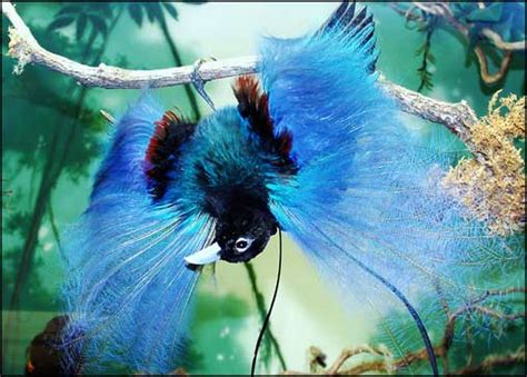 Birds Photos - Birds Wallpapers & Facts info: Blue Bird of Paradise ...