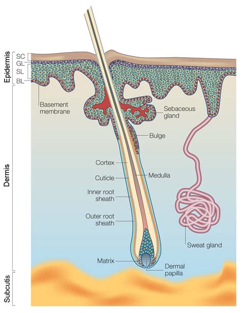 Skin stem cells: where do they live and what can they do? | Eurostemcell