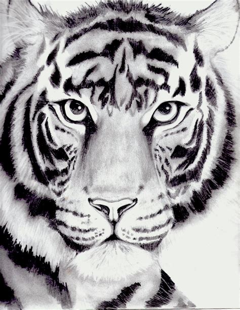 tiger drawing by kittycat727 on DeviantArt