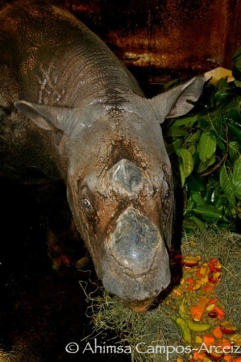 What will it take to save the Sumatran Rhino — Borneo Rhino Alliance