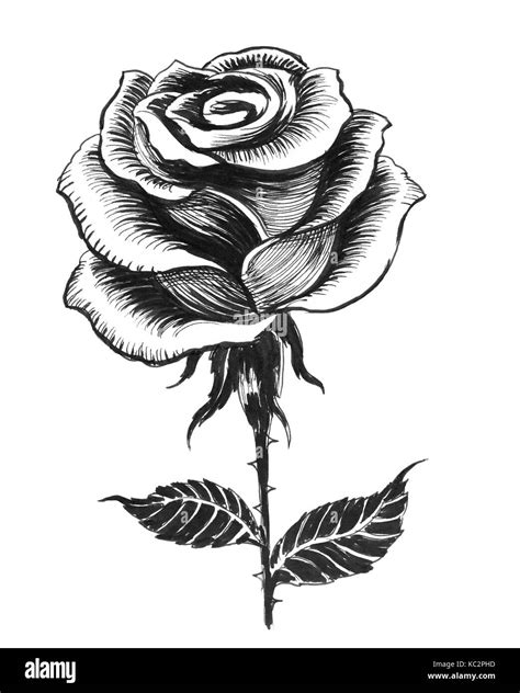 Single Rose Drawing High Resolution Stock Photography and Images - Alamy