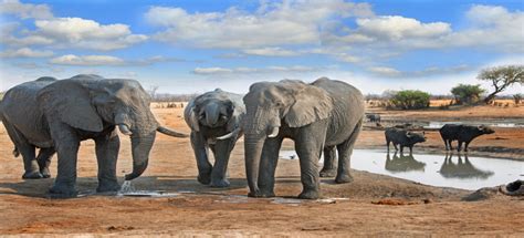 HWANGE NATIONAL PARK - Vayeni