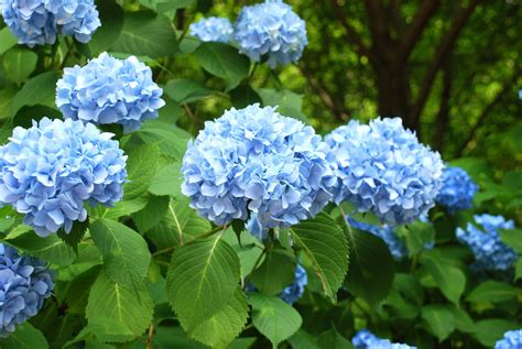 Blue Hydrangea | Deciduous Shrubs | Cold Stream Farm