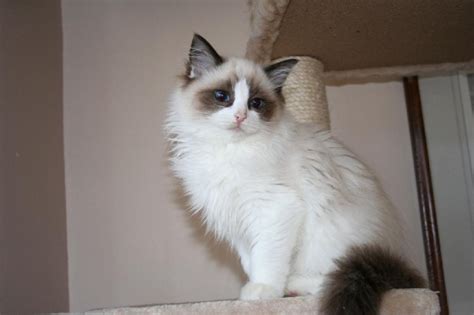 ADORING RAGDOLL CATS … | Fluffy cat, Cats, Ragdoll cat