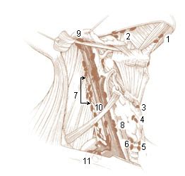 Linfonodi sopraclaveari - Supraclavicular lymph nodes - abcdef.wiki