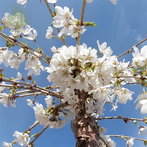 Rochelle Wallace: Weeping Flowering Cherry Tree Varieties - Complete ...