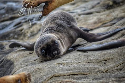 Free stock photo of animal photography, baby, beautiful