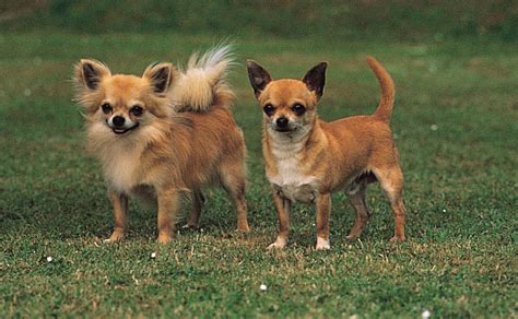 ANIMALS TIME : Chihuahua Dog (Gallery 7)