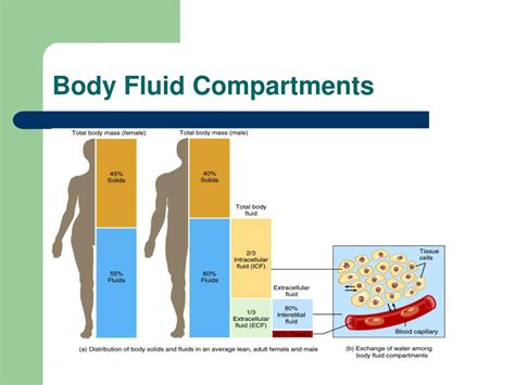 Electrolyte composition of body fluid compartments - gramgerty