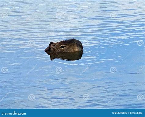 A Capybara in the water stock image. Image of swim, outdoor - 261788625