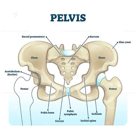 Pelvis anatomical skeleton structure | Pelvis anatomy, Anatomy bones ...