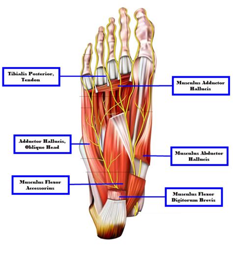 Muscles Of The Foot Photograph By Asklepios Medical Atlas Fine Art ...