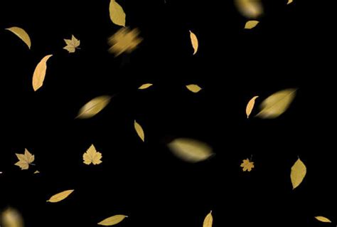 Free Leaf Overlays for Photoshop – 300 Autumn Overlays