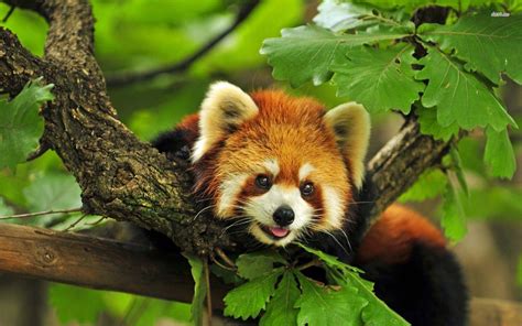 Red Panda Wallpapers - Wallpaper Cave