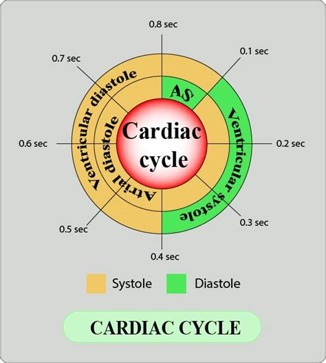 Cardiac Cycle