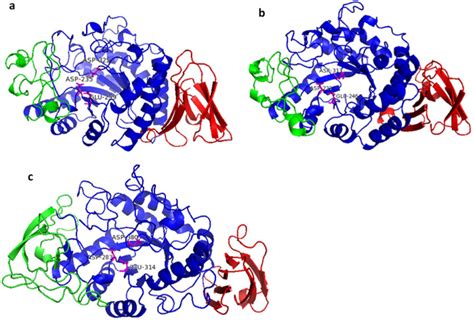 The 3D structure modeling of A. niger α-amylases. (a) AmyA; (b) AmyE ...