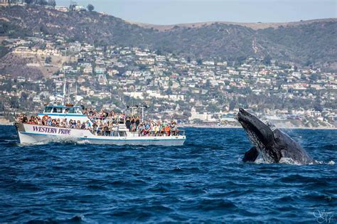 Whale Watching Long Beach $10 Visitor & Resident Special