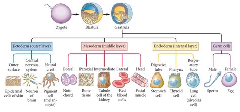 Multicellular Organisms Diagram