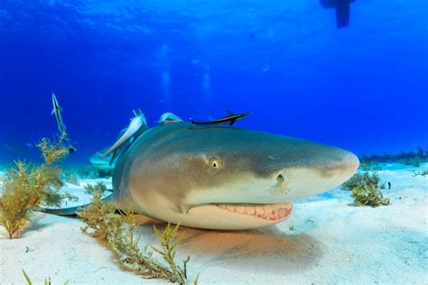 What Do Lemon Sharks Eat?