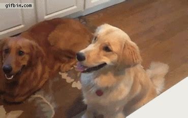 Dog Fail GIFs - Get the best GIF on GIPHY