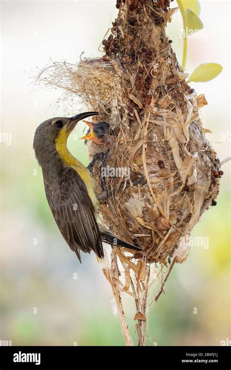 Image of Purple Sunbird (Female) feeding baby bird in the bird's nest ...