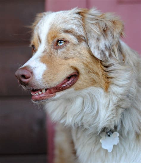 Sweet red merle Australian shepherd. #aussie Red Merle Australian ...