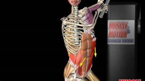 External Oblique Anatomy and Movement - YouTube