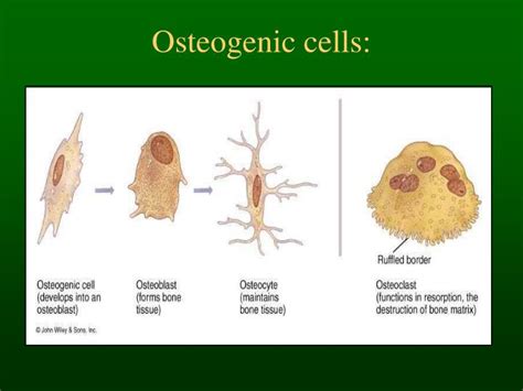 PPT - Bone Histology & Fracture Healing PowerPoint Presentation - ID ...