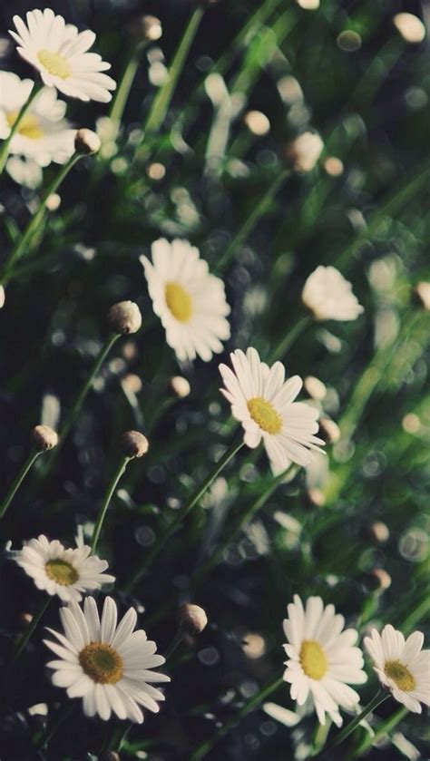 Daisies | Daisy wallpaper, Nature iphone wallpaper, Garden