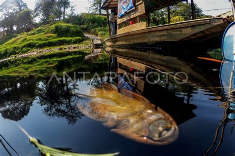 Sungai Cileungsi tercemar limbah industri | ANTARA Foto