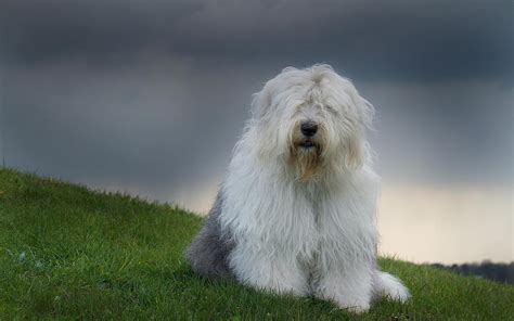 Old English Sheepdog Wallpapers HD Download