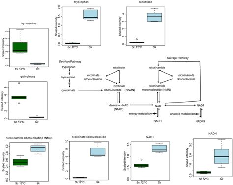 The NAD + biosynthesis pathway. Differentially produced metabolites ...