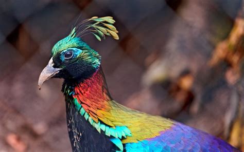 Himalayan Monal: National Bird of Nepal | Interesting Facts about Nepal