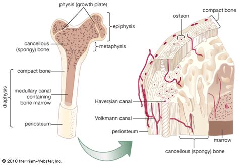 Compact bone | Definition, Structure, Function, & Facts | Britannica