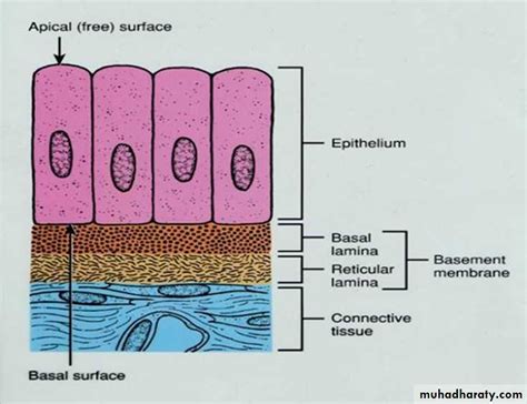 Histology - powerpoint files pptx - Dr.Enaam - Muhadharaty