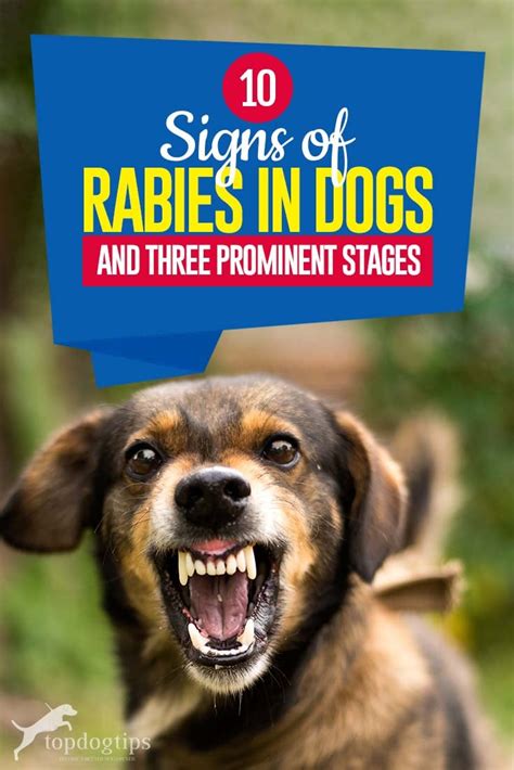 10 Signs of Rabies in Dogs and Their Three Prominent Stages