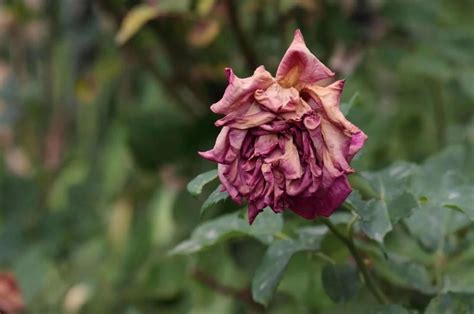 Wilted Rose: 9 Main Causes And Helpful Solutions