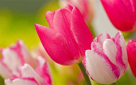 Tulips pink flowers wallpaper | 1920x1200 | #32332