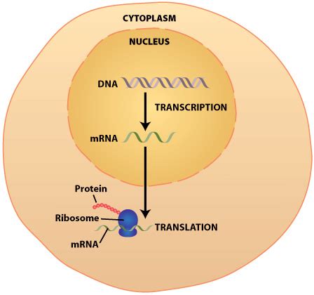 DNA Transcription & Translation: Synthesis of Proteins – The Alcohol ...