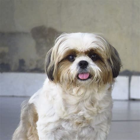 Are Shih Tzu Dogs Good for Seniors?