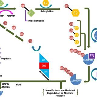 Targeting the ubiquitin-proteasome system for cancer treatment ...