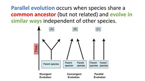 Parallel Evolution Examples