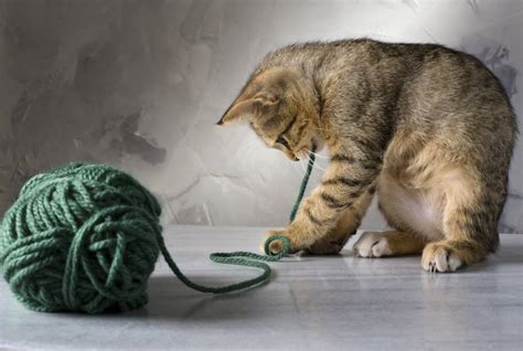 Why Do Cats Love String So Much? 6 Reasons for This Behavior | Hepper