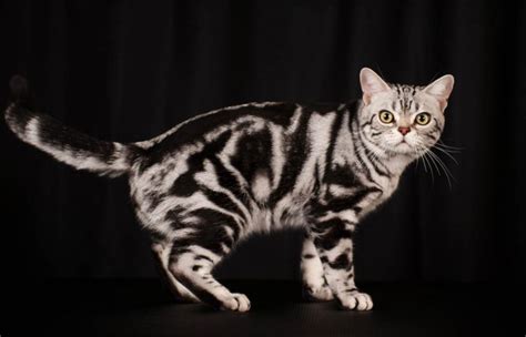 Tabby Cat Breeds, Colours & Markings - Cat-World