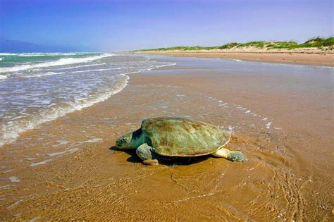 Oman Beaches: Guide To The Best Beaches In Oman