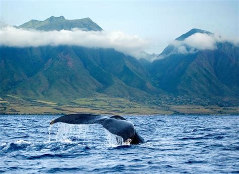 Spirit of Lahaina Whale Watch Eco Adventure