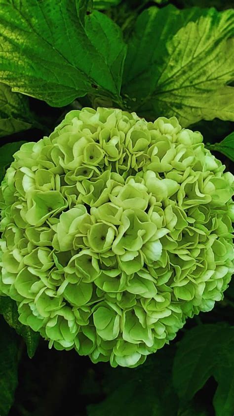 Green Hydrangea | Green hydrangea, Green hydrangea bouquet, Hydrangea