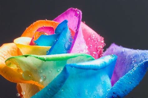 Rainbow Flower Wallpapers - Wallpaper Cave