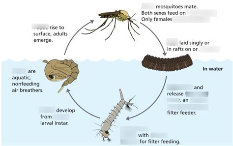 Culex Mosquito Pupa